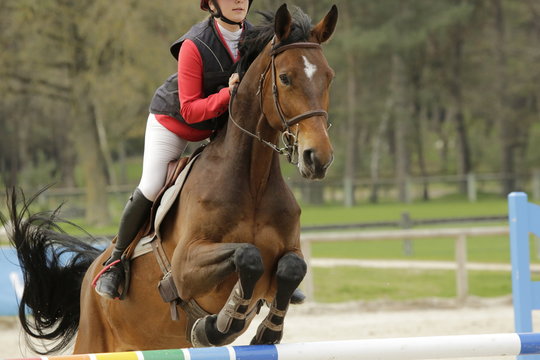 Saut obstacle équestre