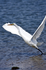 Fototapeta na wymiar Grace white crane