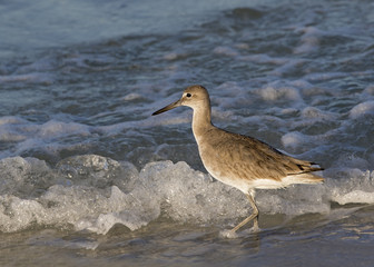 Willet (Tringa semipalmata) walking through shallow surf looking for food on St. Pete Beach, Florida
