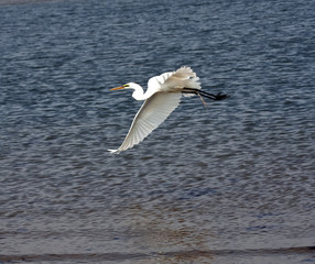 White Crane