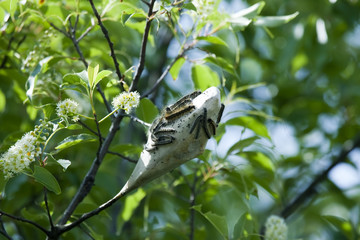 Nest of webworms.