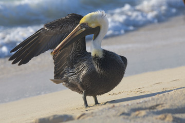 Pelican is walking on a shore