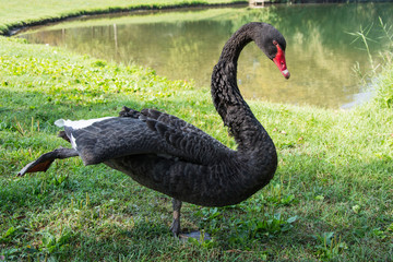 Black swan