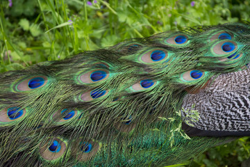 Peacock young male