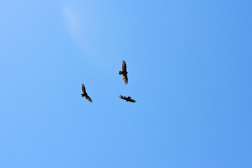 Flying Eagles