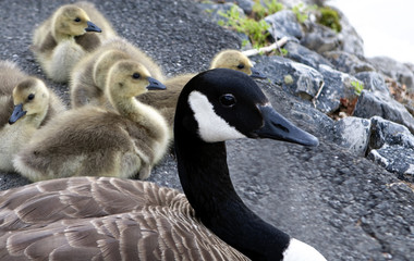 Mother Goose with her babies