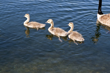 Canadian Geese offspring