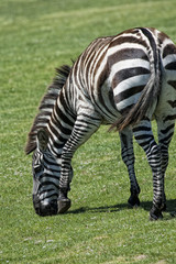 Fototapeta na wymiar Zebra eating grass on a green field