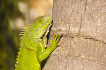 Iguana