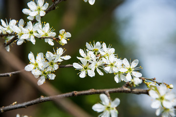 spring blossom