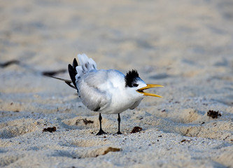 Yelling sagul sitting on a shore