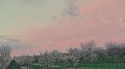 Aprilabend in der Kirschplantage