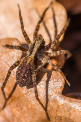 A Forest Spider Sitting on a Leaf and Preparing to Attack