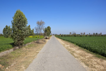 Fototapeta na wymiar rural road in rajasthan