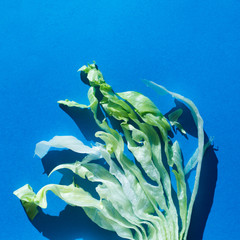 green salad on vibrant colorful background, healthy contemporary food concept style