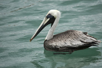 Pelican is floating on sunny day