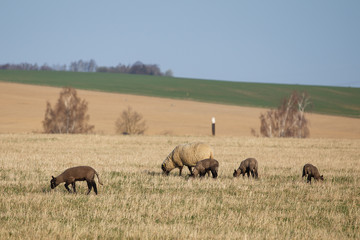 Fototapeta na wymiar Sheep with lambs on pasture, spring time