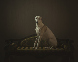 Fototapeta premium White whippet dog is sitting on the striped sofa on gray background