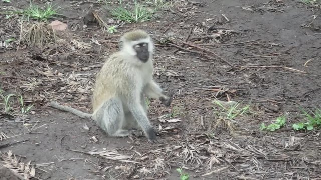 Vervet monkey catching and eating bugs