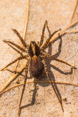 A Forest Spider Resting on a Fallen Leaf in the Forest