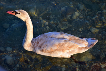 Young swan on a river. Lone swan swimming in clean, transparent water.