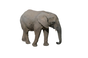 Whole elephant isolated on white background