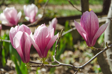 Fototapeta premium pink magnolia flowers