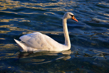 White swan on a river. Lone swan swimming in clean, transparent water.