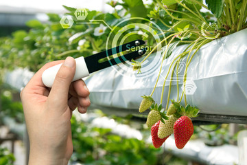 Smart agriculture, sensor concept. Hand holding smart hardware for measure moisture, ph, nitrogen,...