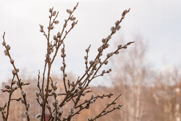 Obraz premium Pussy willow branches