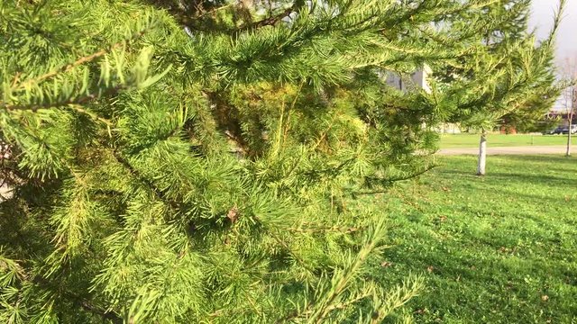 ветви хвойного дерева крупным планом