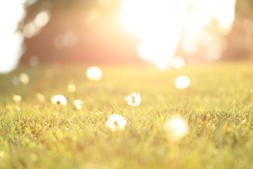 Fototapeta na wymiar A blurred background of a grassy meadow with dandelions and sunshine. 