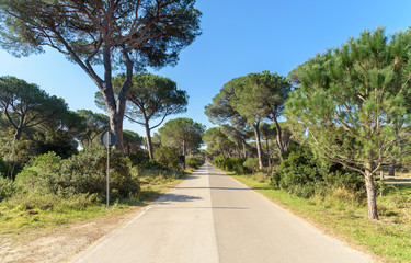 road in the pine forest, Marina di Alberese, tuscany, italy - 143208054