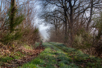 Naturbelassener Wiesenweg in der Eifel bei Monschau