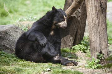 Bear
