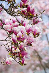 Magnolia blossom