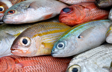 mix colorful fresh fishes