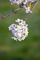 Sakura  blossom