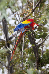 Scarlet Macaw