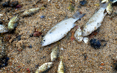 Small fish die on the dirty beach