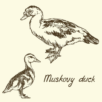 South American Muscovy duck and duckling, sketch in pop art style, isolated vector illustration