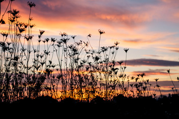 Obraz premium Silhouette of plants at dusk