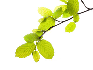 Green leaves isolated