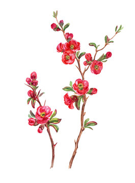 A branch of blossoming quince, watercolor drawing on a white background.