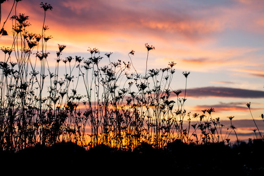 Silhouette of plants at dusk