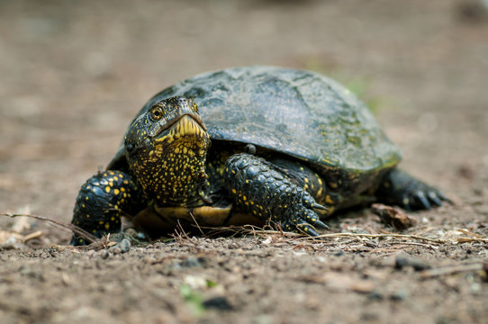 Turtle with green and yellow skin shot full body in natural environment in dirt