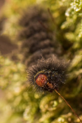 A Greedy Caterpillar Feeding Itself in the Forest