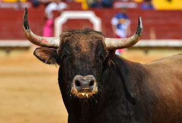 bull