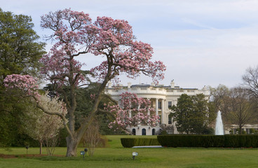 Magnolia blossom tree in front of White House