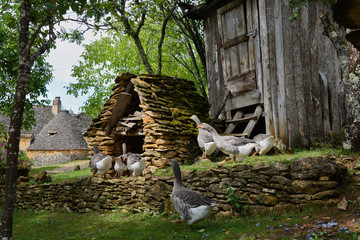 Foie gras geese on a traditional goose farm